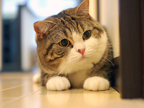 cutest kitten in the world 39 (1)