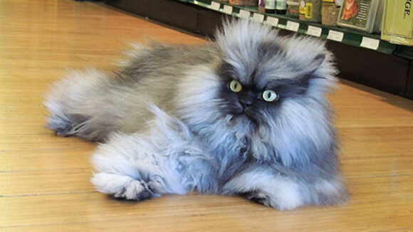 Is This The Cutest Cat In The World? Or Maybe One Of These 38 Cute Cats ...