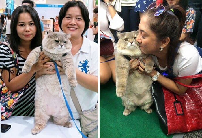 Meet Bone Bone The Huge Fluffy Cat That Turns Heads In ...