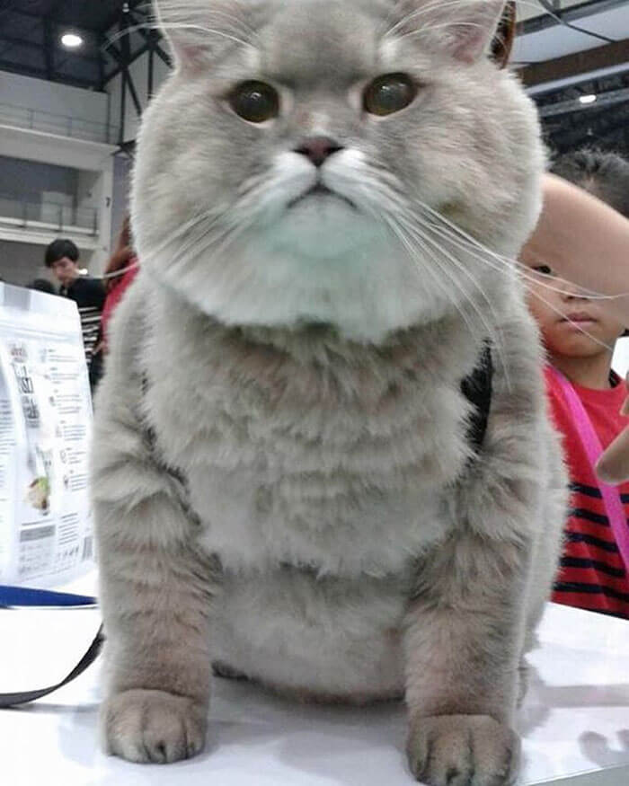 Meet Bone Bone The Huge Fluffy Cat That Turns Heads In Thailand And People Always Asking To Take