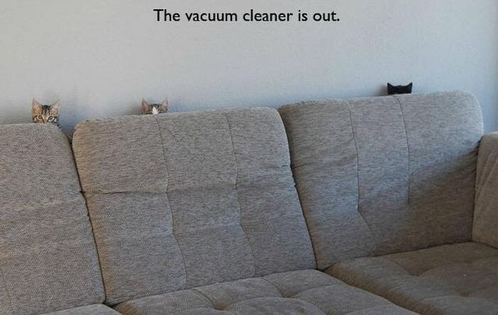 hilarious things cats do 12 (1)