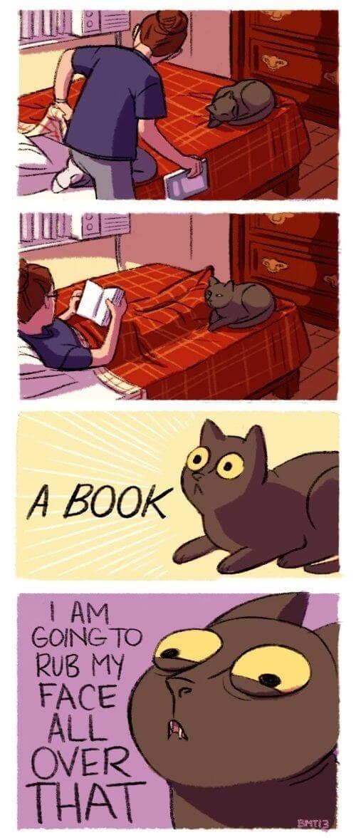 funny things cats do 28 (1)