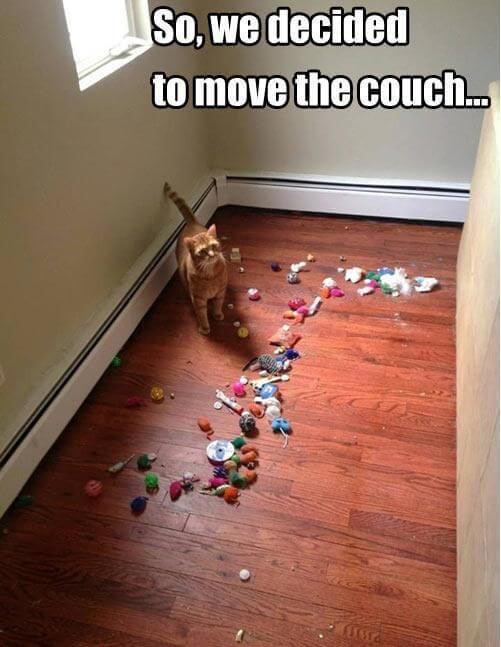 30 Of The Funniest Things Cats Do That Can Literally