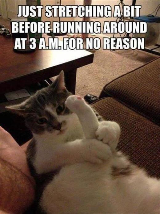 hilarious things cats do 9 (1)