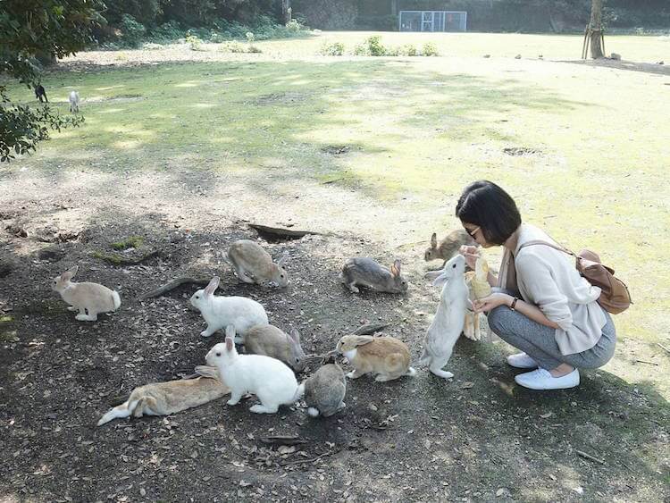okunoshima rabbit island (1)