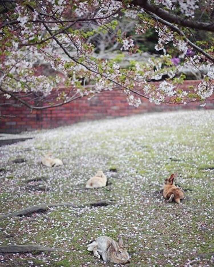 okunoshima rabbit island 10 (1)