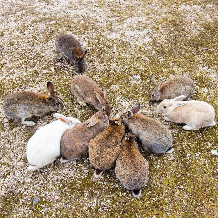 okunoshima rabbit island 11 (1)