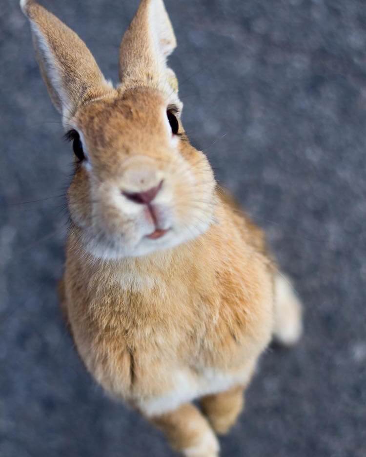 okunoshima rabbit island 12 (1)