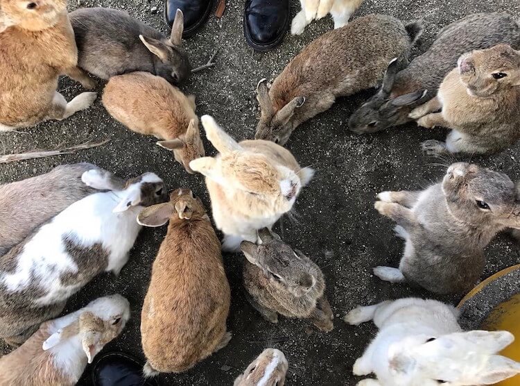 okunoshima rabbit island 2 (1)