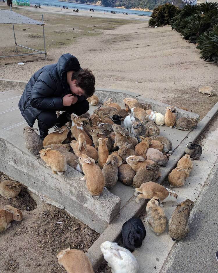 okunoshima rabbit island 3 (1)