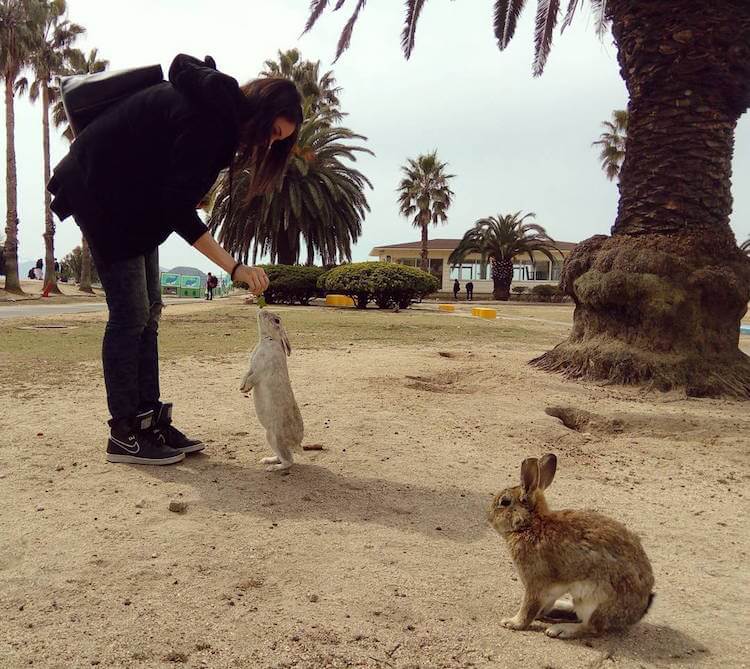 okunoshima rabbit island 4 (1)