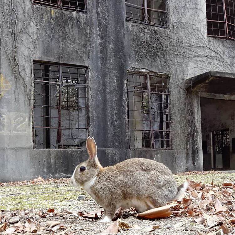 There's A Place In Japan Called Okunoshima Or Rabbit Island And It's ...