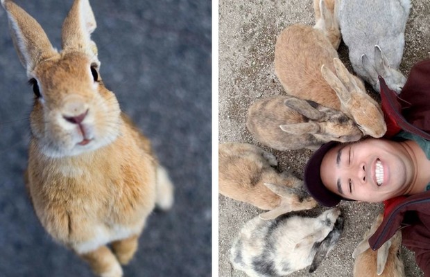 Okunoshima Rabbit Island Feat Okunoshima Rabbit Island Feat