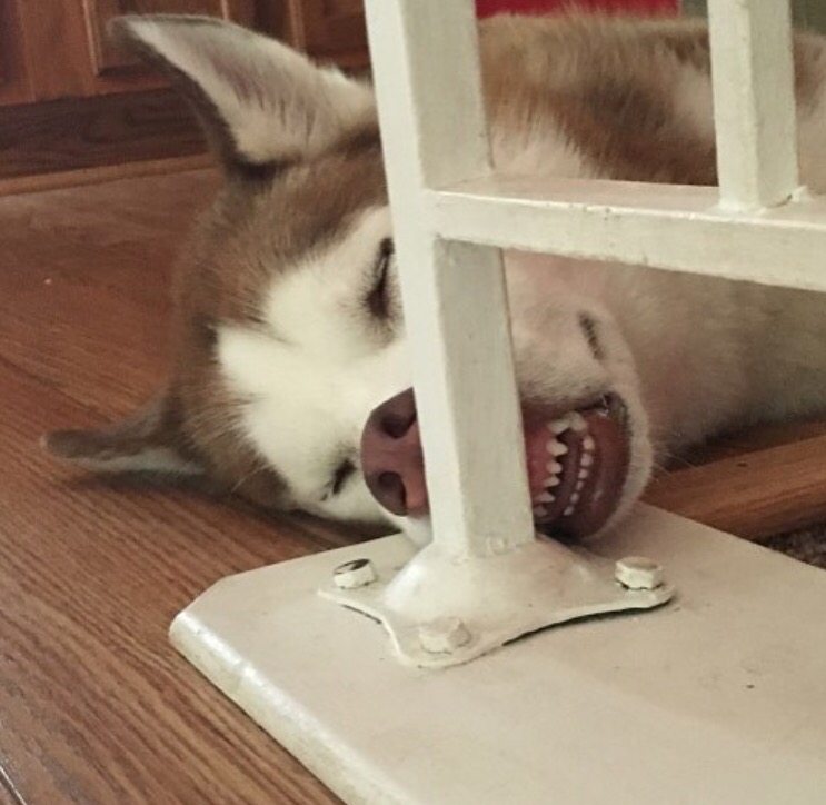 16 Adorable Dog Growl Pictures That Prove Dogs Are Adorable No Matter What