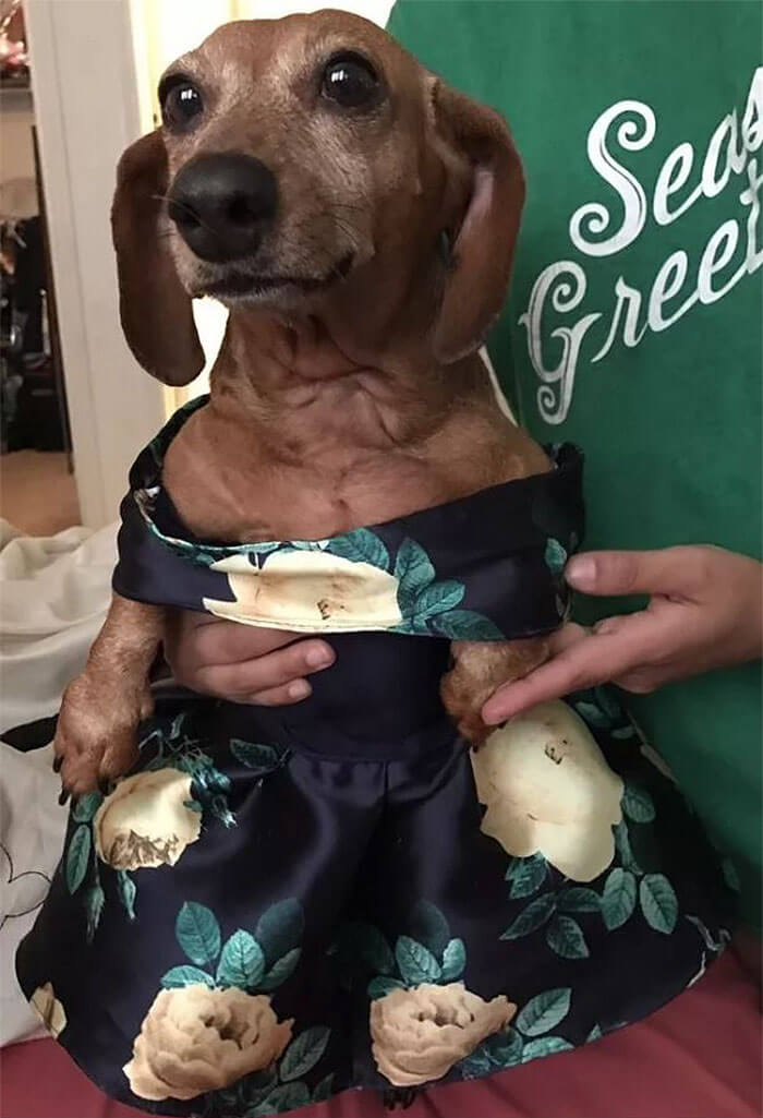 Brenda Sierra dachshund matching prom dress 6
