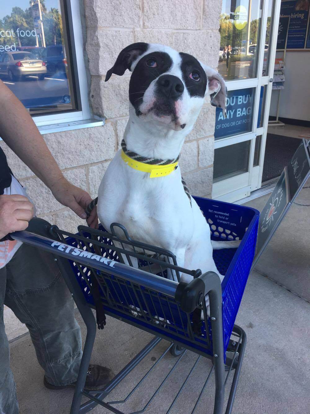 MALIK JACKSON PAYS ADOPTION FEE FOR 181 PETS