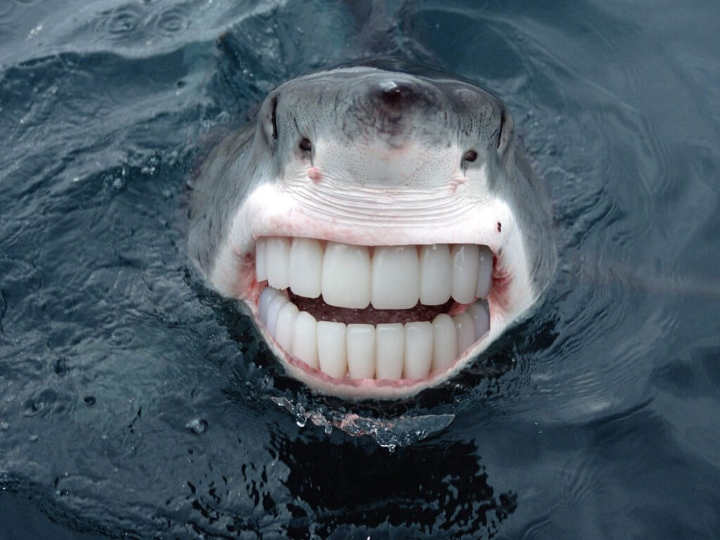 21 Animals With Human Teeth That Are So Weird i Want To Give Them a