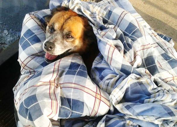 bus station opens doors for stray dogs 2