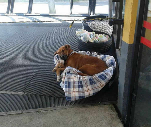 bus station opens doors for stray dogs 4