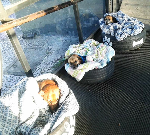 bus station opens doors for stray dogs