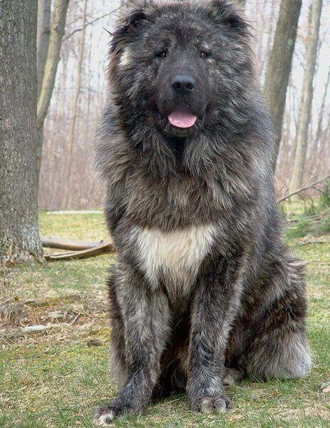 The Caucasian Mountain Dog Is A Massive And Impressive Dog Breed That   Caucasian Mountain Dog 10 