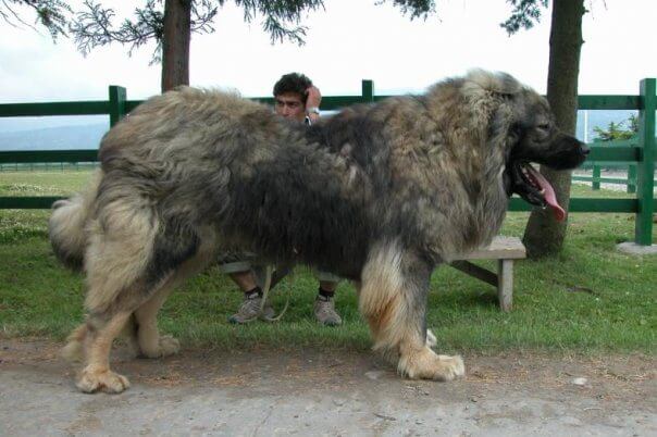 caucasian mountain dog 2