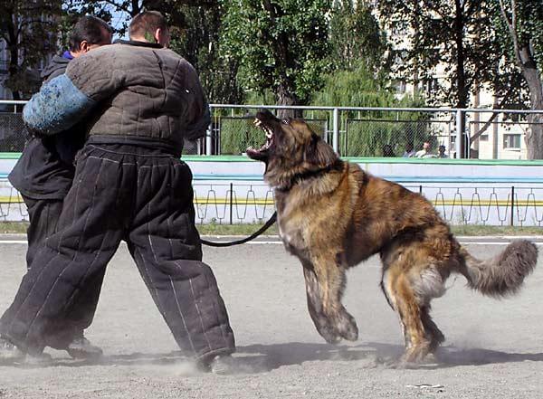 Caucasian Shepherd dog 3