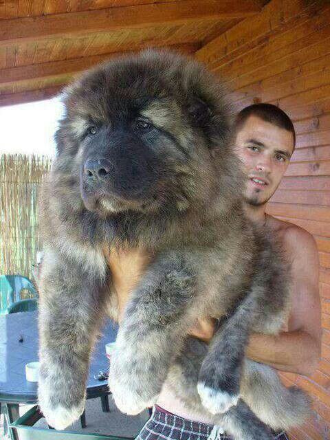 caucasian mountain shepherds