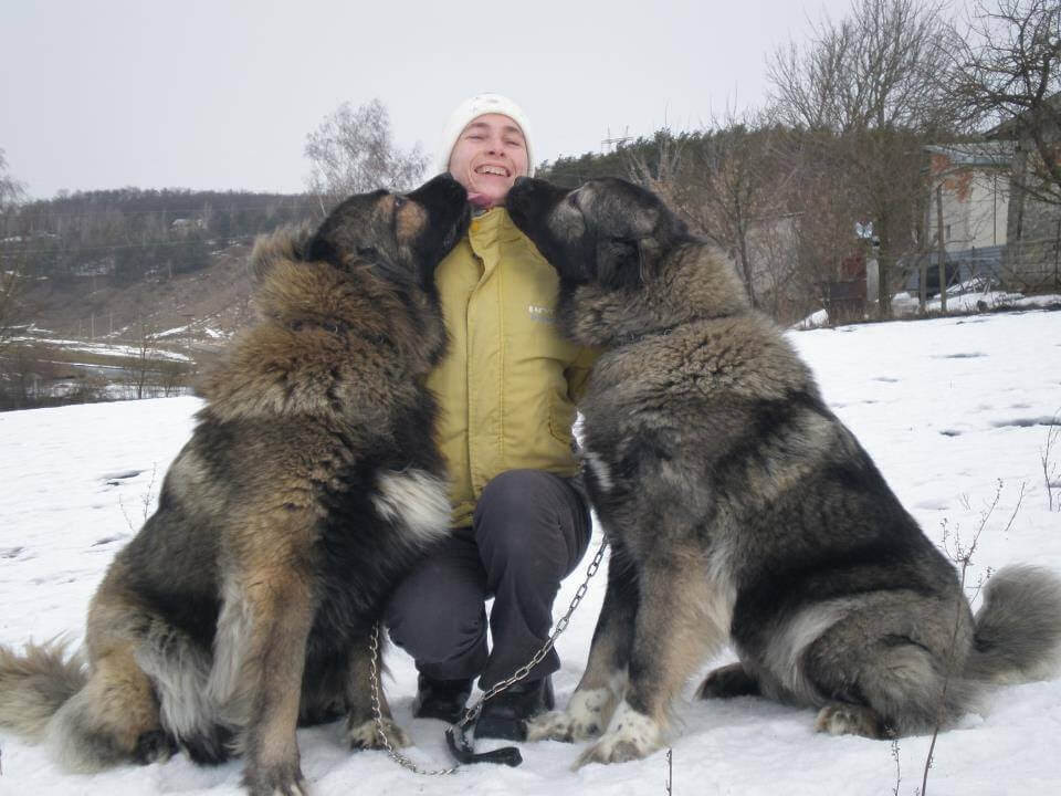 The Caucasian Mountain Dog Is a Massive And Impressive Dog Breed That ...