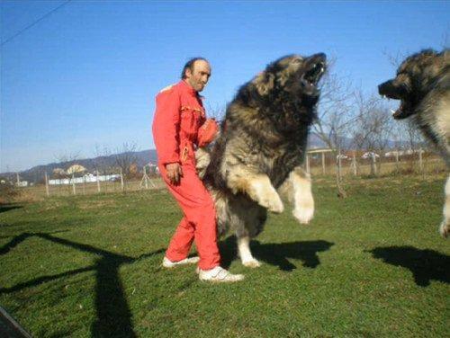 caucasian mountain dog 6