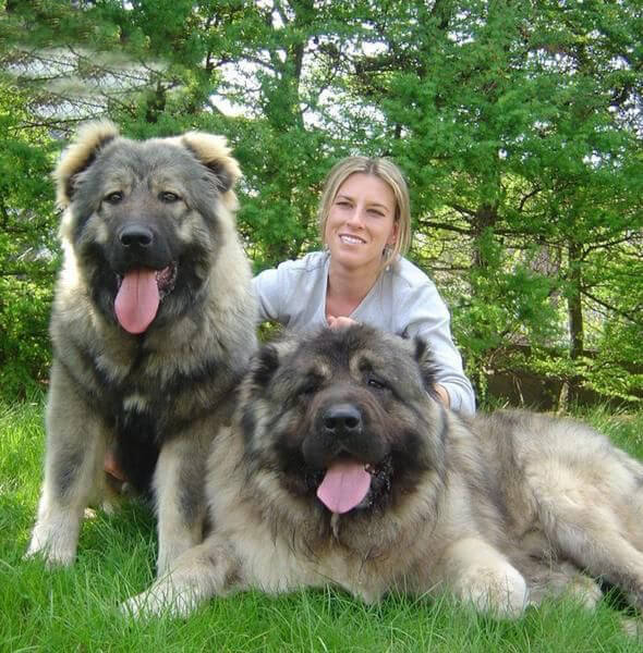 Caucasian Shepherd dog 7