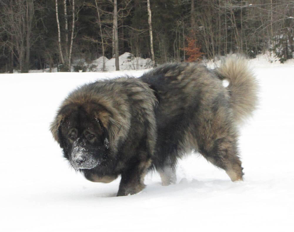 The Caucasian Mountain Dog Is a Massive And Impressive Dog Breed That ...