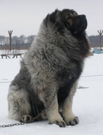 caucasian mountain dog 9