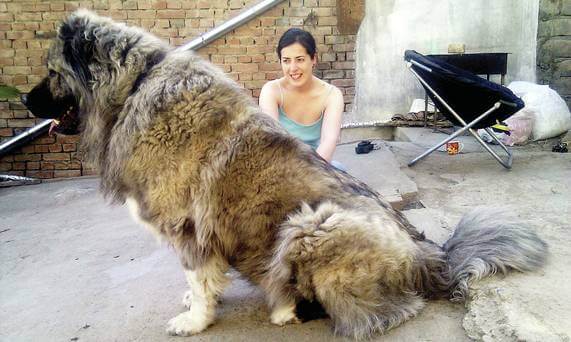 caucasian mountain dog