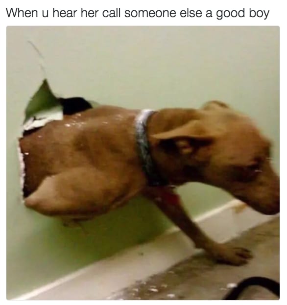 dog memes10