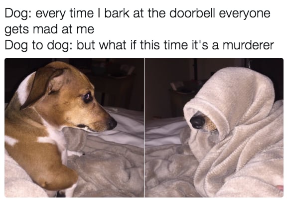 dog memes11