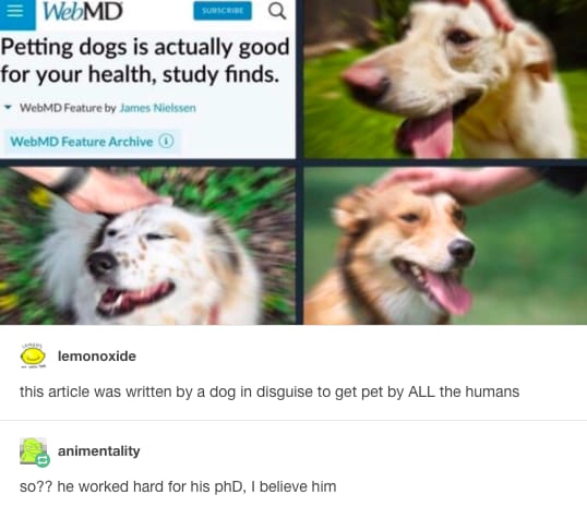 dog memes12