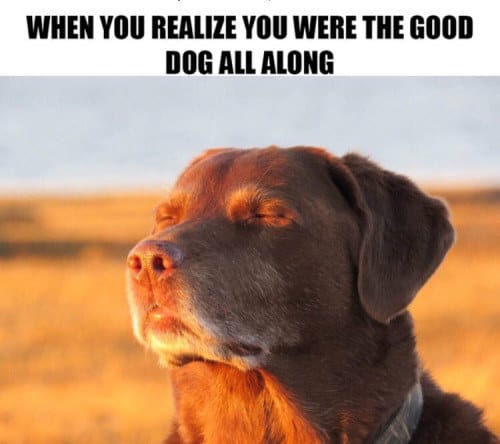 100 Dog Memes That Prove The Internet Is Not All Made Out From Cats