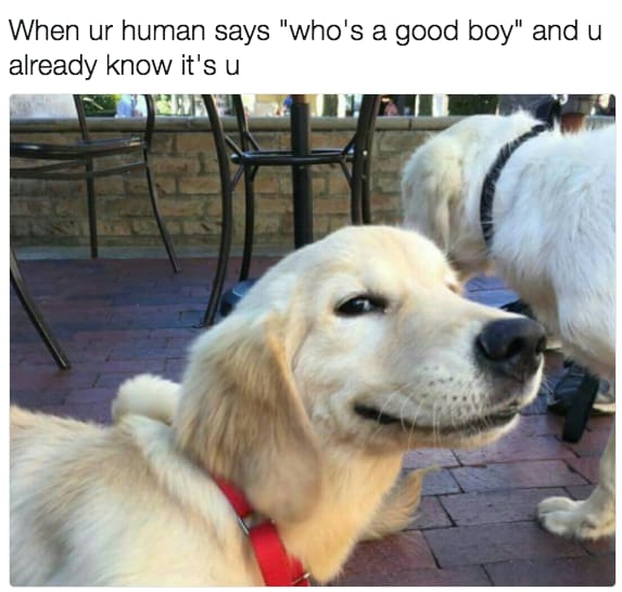 dog memes26