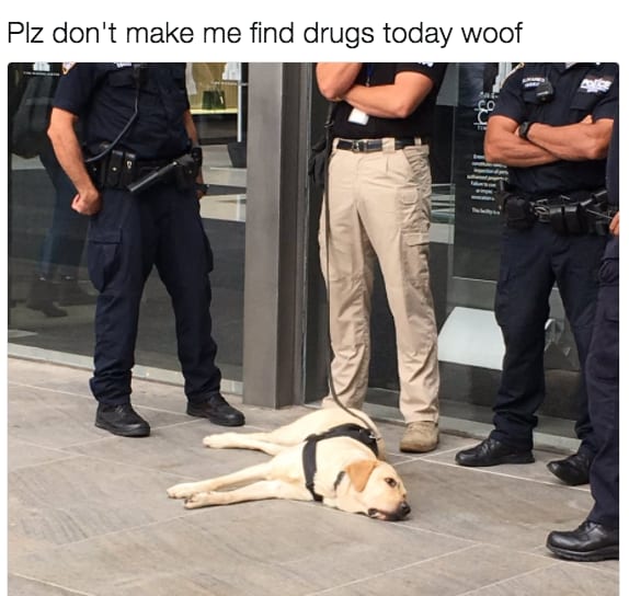 dog memes27