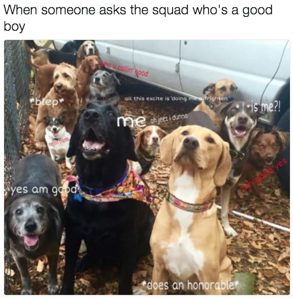 dog memes29