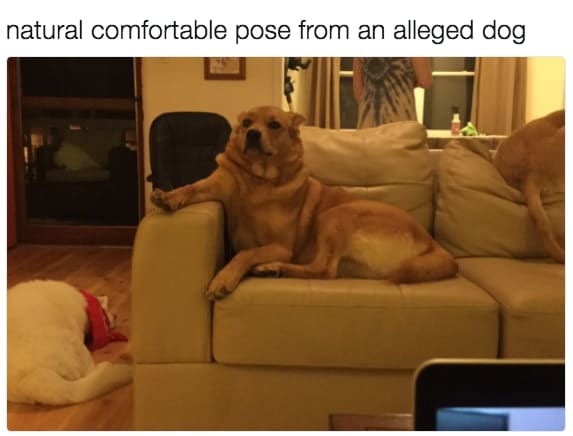 dog memes33