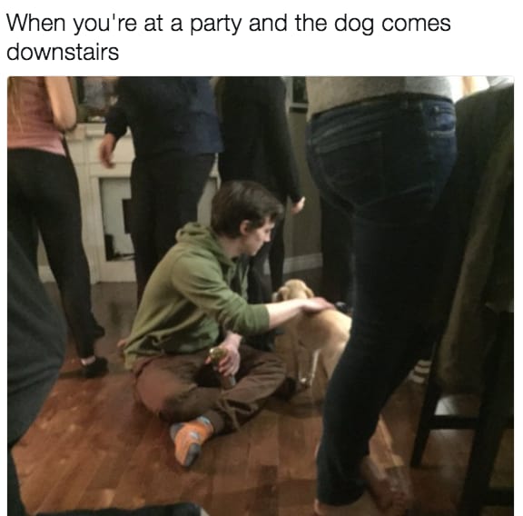 dog memes35