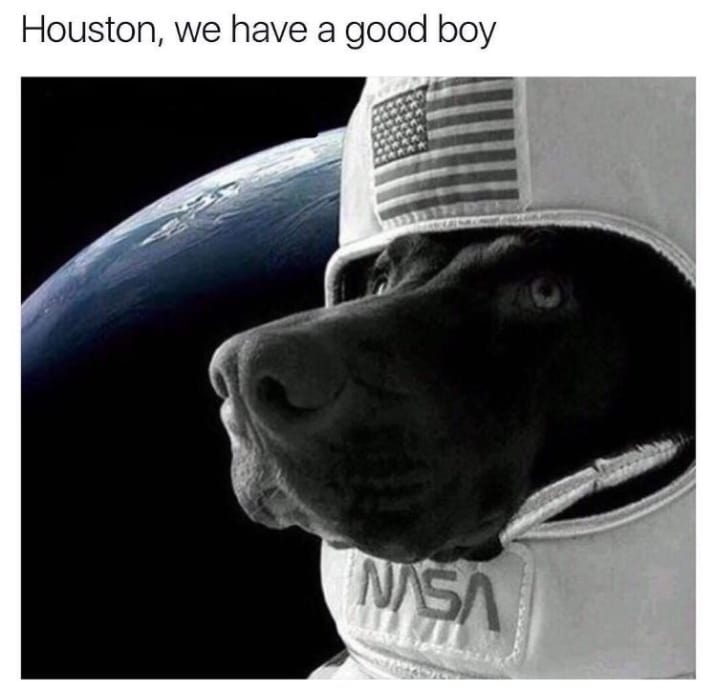 dog memes38