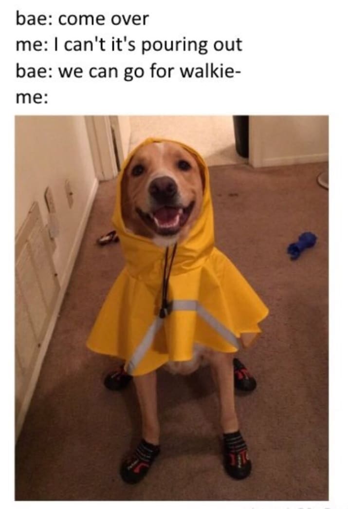 dog memes40