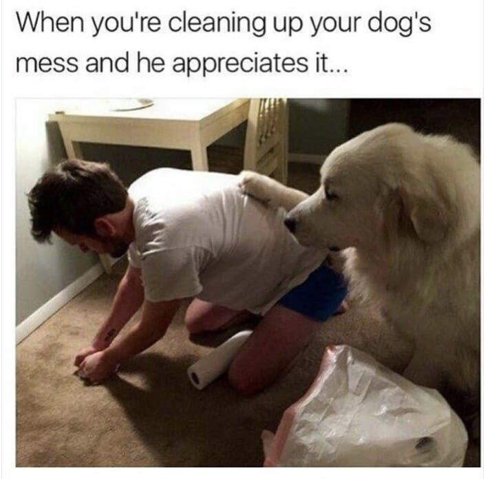 dog memes45