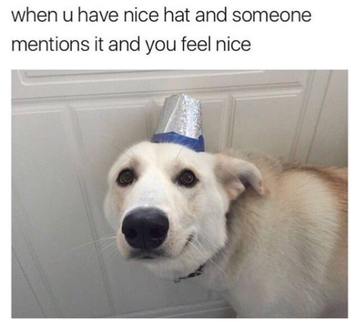 dog memes47