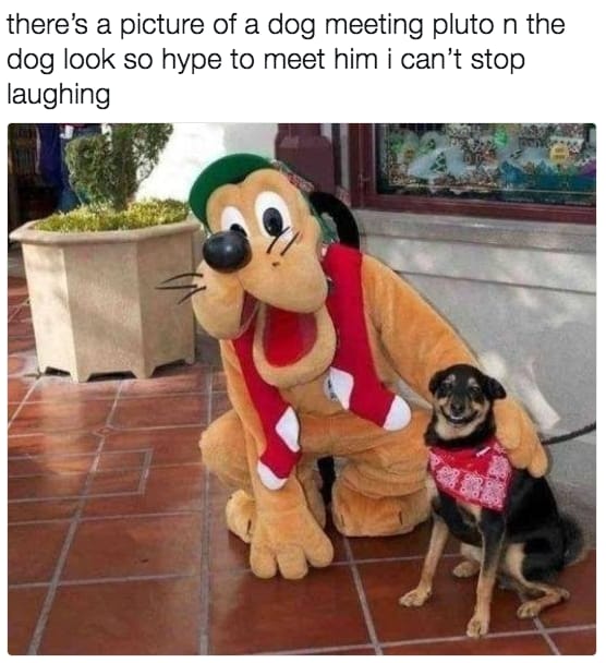 dog memes55