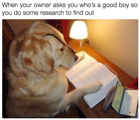 dog memes59