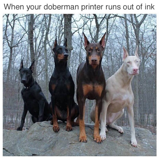 dog-memes67.jpg